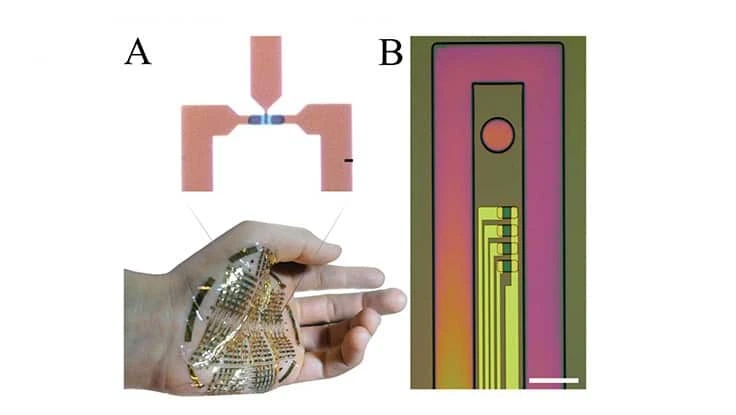 Conformable enhancement-mode, internal ion-gated organic electrochemical transistor (e-IGT) A) Micrograph displaying the top view of an e-IGT (top). Scale bar, 5µm. Ultra-flexible, ultra-thin e-IGT array conforming to the surface of a human hand (bottom). B) Optical micrograph of an e-IGT-based device with four transistors for LFP and spike recording. The anchor hole facilitates insertion of the conformable device into deep layers of cortex. Scale bar, 80µm.