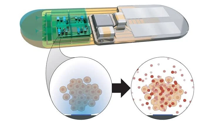 A close-up of the NTRAIN implant shows its internal cellular factories, which, when activated by light, produce precisely dosed peptide therapies. The device keeps the cellular factories tightly enclosed, only allowing the therapies to diffuse into the body.