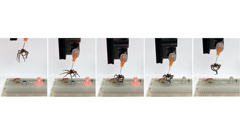 Rice University mechanical engineers have found a way to convert the bodies of deceased spiders into necrobotic grippers. Here, a gripper is used to lift a jumper and break a circuit on an electronic breadboard, turning off an LED.