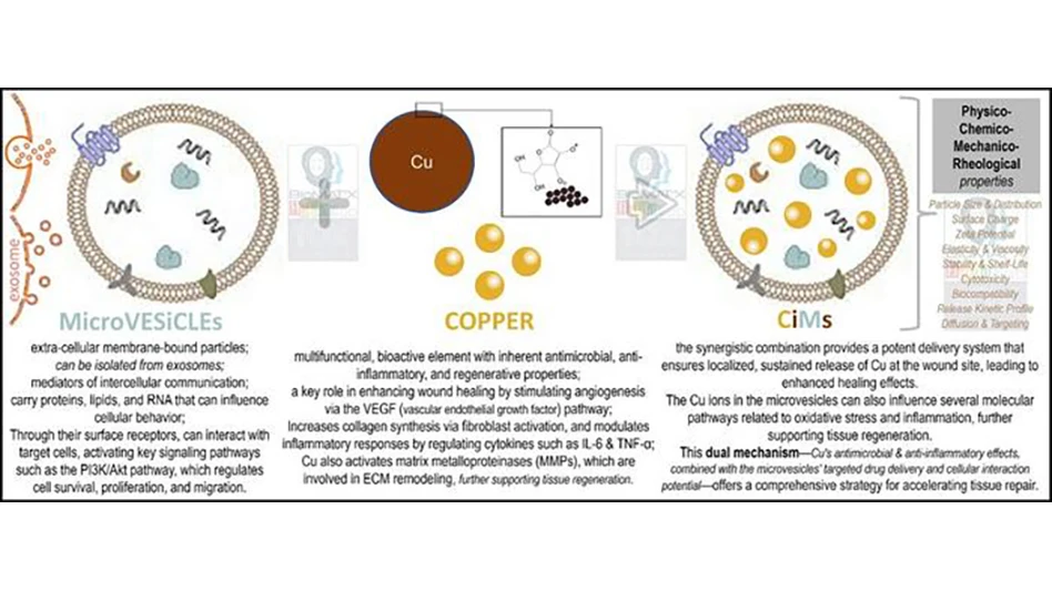 Diagram explaining copper-infused microvesicles